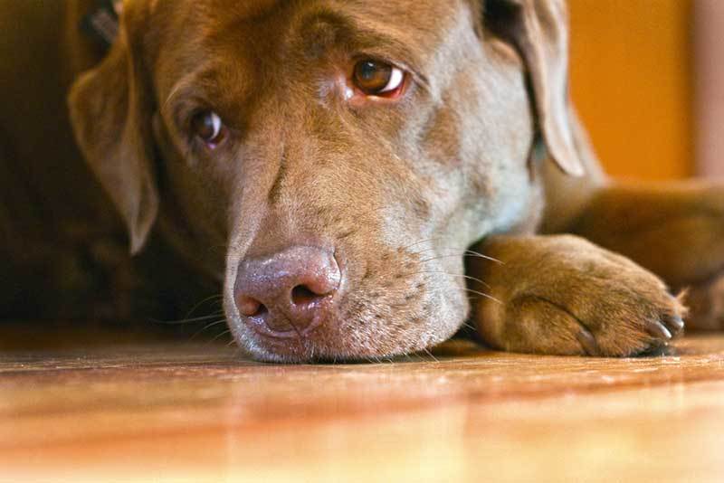 Depresja u psa - artykuły CBDZOE