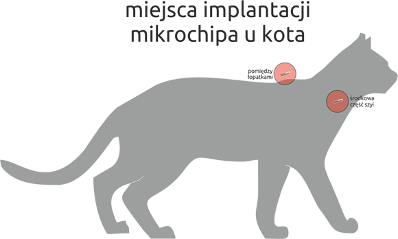 Kot z mikroczipem - miejsca chipowania kotów