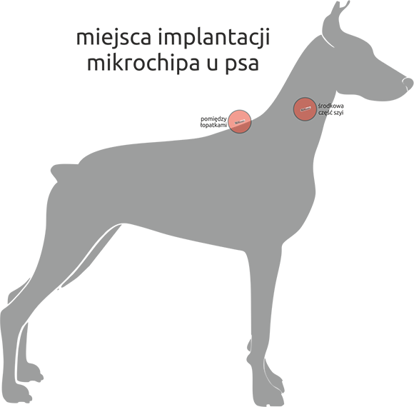 Pies z mikroczipem - miejsca chipowania psów